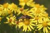 Eristalis tenax